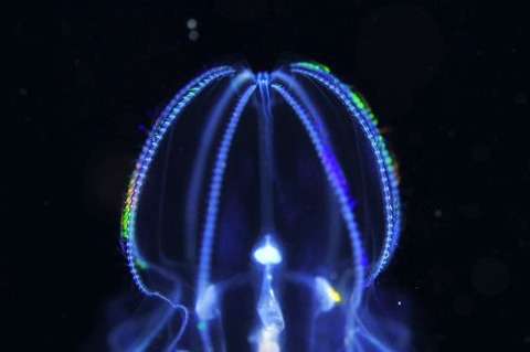 刺激的な水中生物