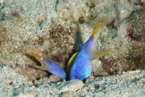 ハナヒゲウツボ