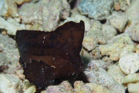 ツマジロオコゼ