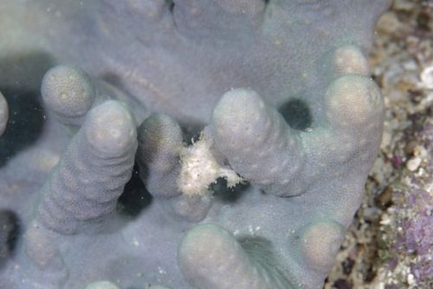 カエルアンコウ科の1種