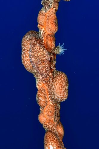 アヤトリカクレエビ