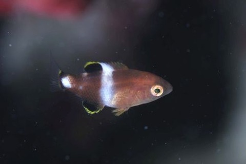 タキベラ