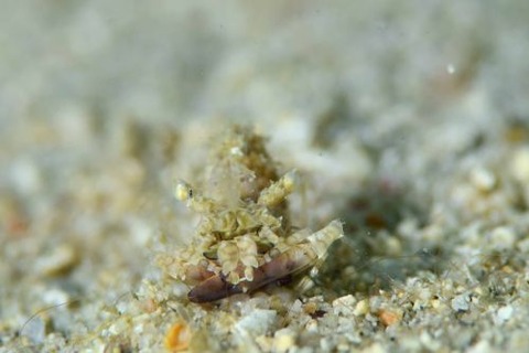 サガミツノメエビ