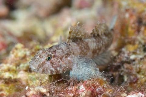 オキナワハゼ属の1種