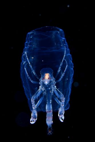 刺激的な水中生物