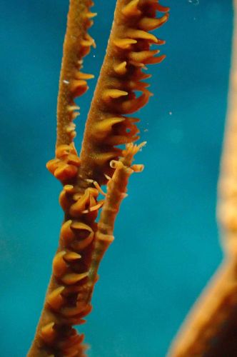 ビシャモンエビ