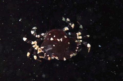 ナマコマルガザミ