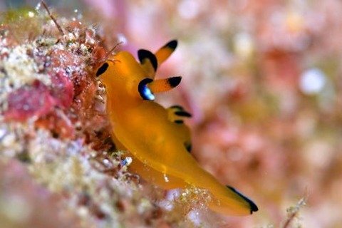 ウデフリツノザヤウミウシ