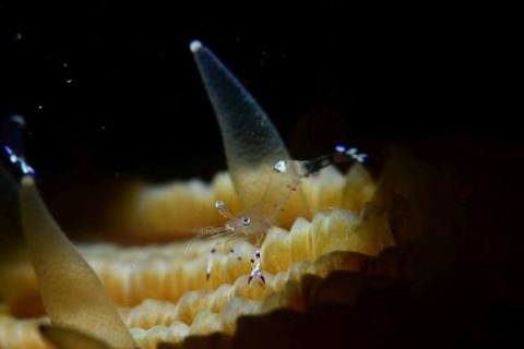 アカホシカクレエビ