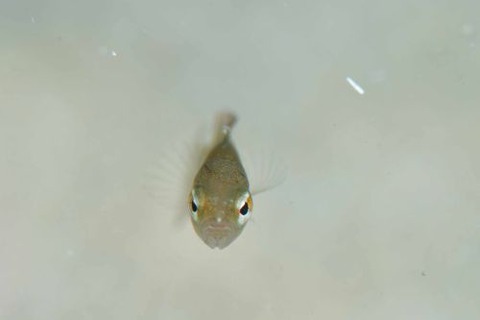 メギスのなかま