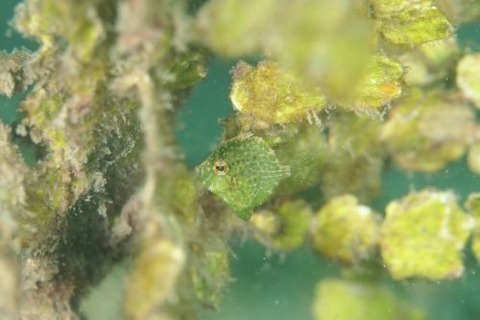 セダカカワハギ