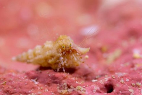 ツノヤドカリ属の1種