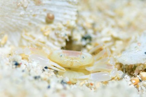 ワタリガニ科の1種