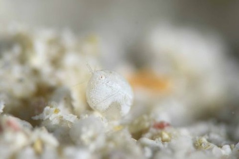 オキナワホテイヨコエビ