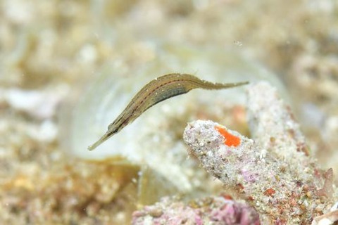 ハシナガチゴヨウジ