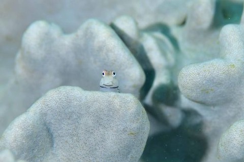 イシガキカエルウオ