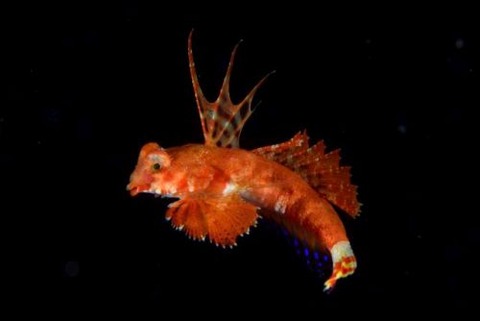 刺激的な水中生物