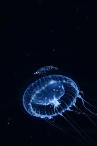 刺激的な水中生物