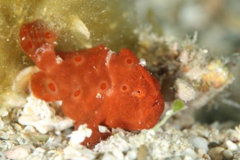 イロカエルアンコウ