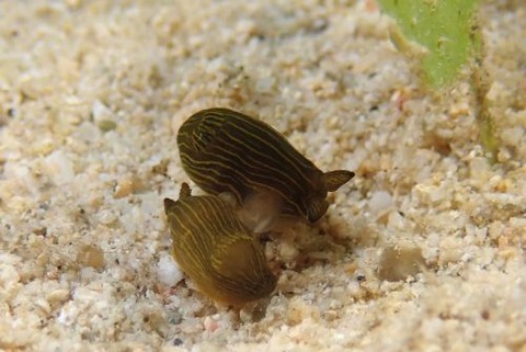キヌハダウミウシ属の1種