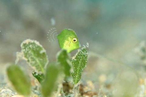 セダカカワハギ