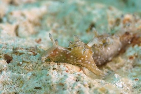 クロヘリアメフラシ