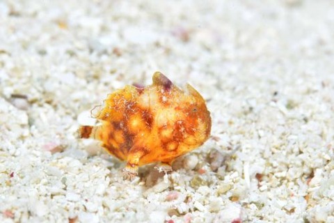 カエルアンコウモドキ