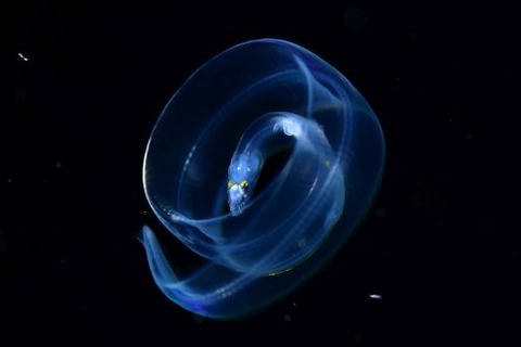 刺激的な水中生物