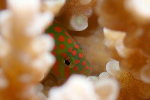 アカテンコバンハゼ