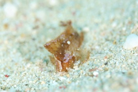 ツマジロオコゼ