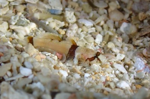 コナユキハゼ属の1種