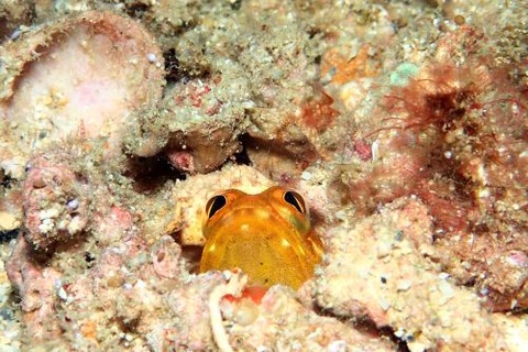 ホシカゲアゴアマダイ