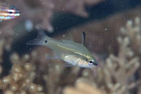 サンギルイシモチ