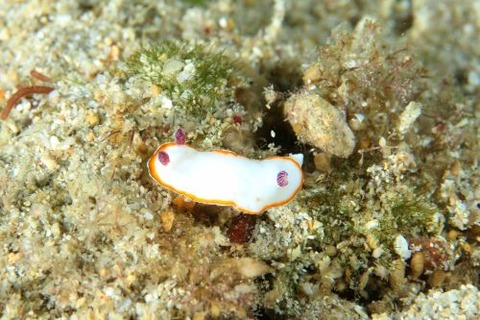 ハスイロウミウシ