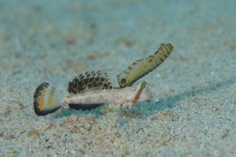 イッポンテグリ