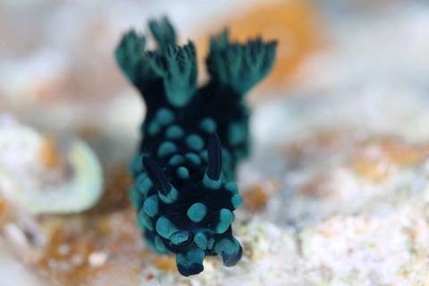 トサカリュウグウウミウシ