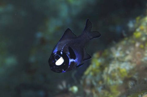 刺激的な水中生物