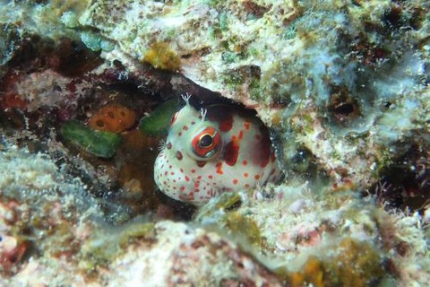 モンツキカエルウオ