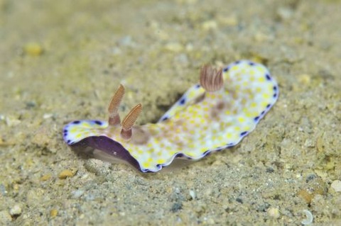 コモンウミウシ