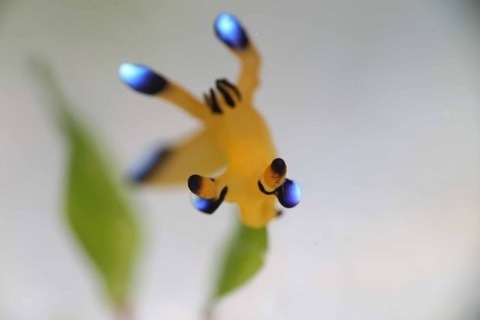 ウデフリツノザヤウミウシ