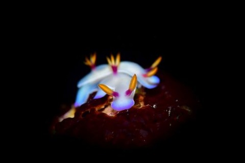 ゾウゲイロウミウシ