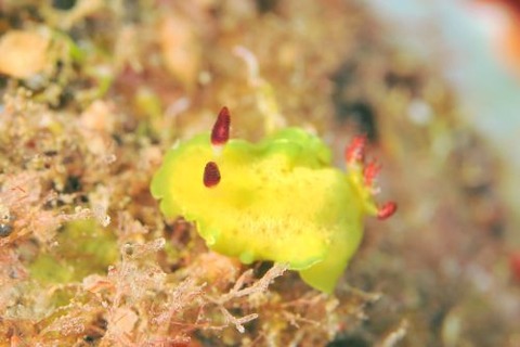 ラボウトウミウシ