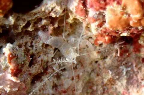 リュウキュウサンゴヒメエビ