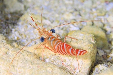 オオサンゴサラサエビ