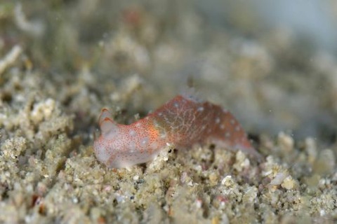 キヌハダウミウシ属の1種
