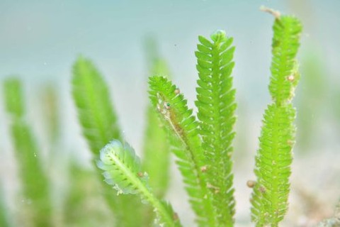 ウミショウブハゼ属の1種