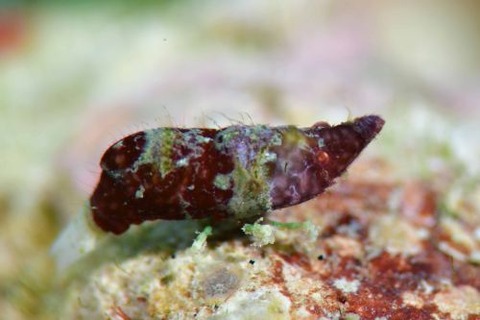 Paralatreutes bicornis