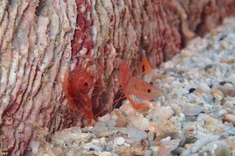 スベスベオトヒメエビ属の1種