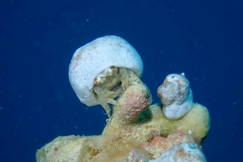 オガサワラカムリ