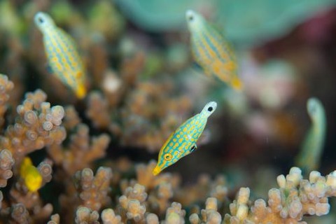 テングカワハギ